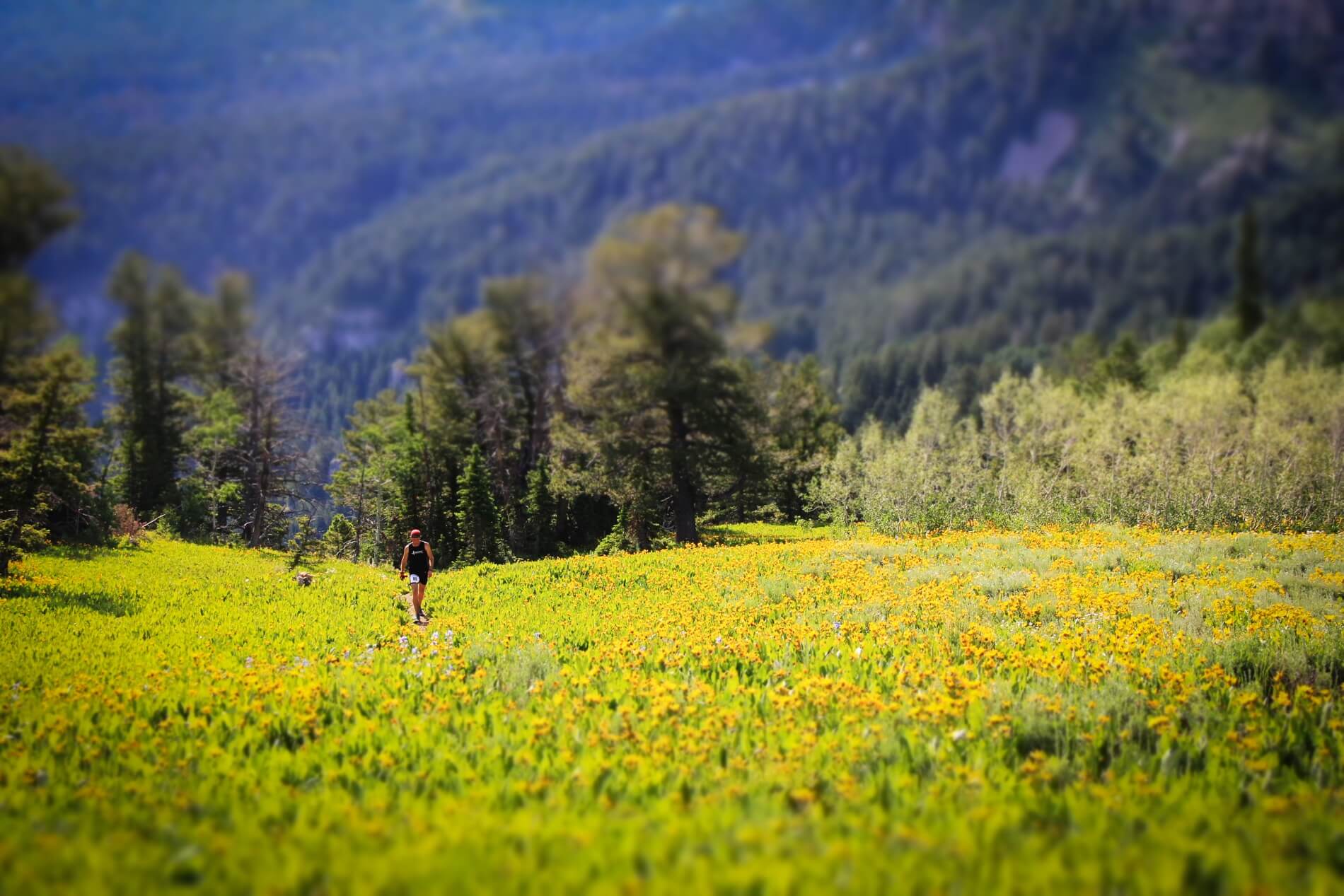 Logan Peak Trail Run Buffalo Run Adventures